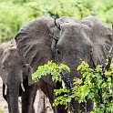 ZMB EAS SouthLuangwa 2016DEC09 KapaniLodge 016 : 2016, 2016 - African Adventures, Africa, Date, December, Eastern, Kapani Lodge, Mfuwe, Month, Places, South Luanga, Trips, Year, Zambia